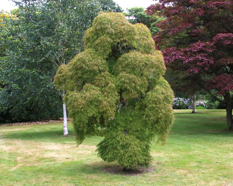 Exbury, Acer palmatum
