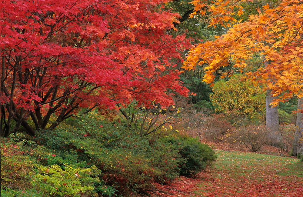 Autumn Colours - photo Colin Roberts supplied by Exbury Gardens