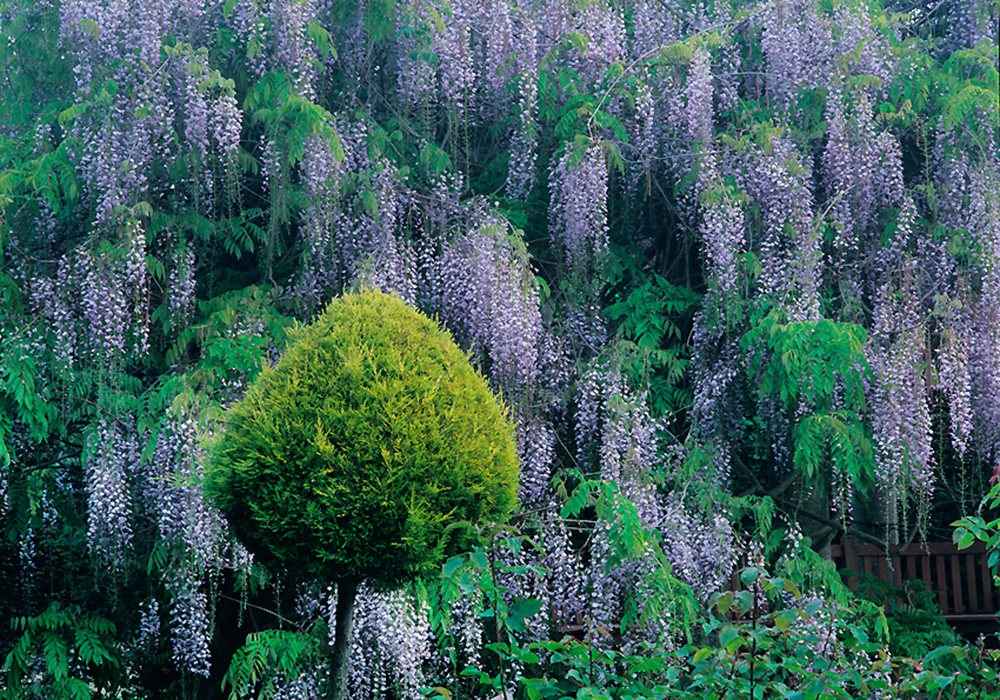 Wisteria display in May- photo supplied by Exbury Gardens
