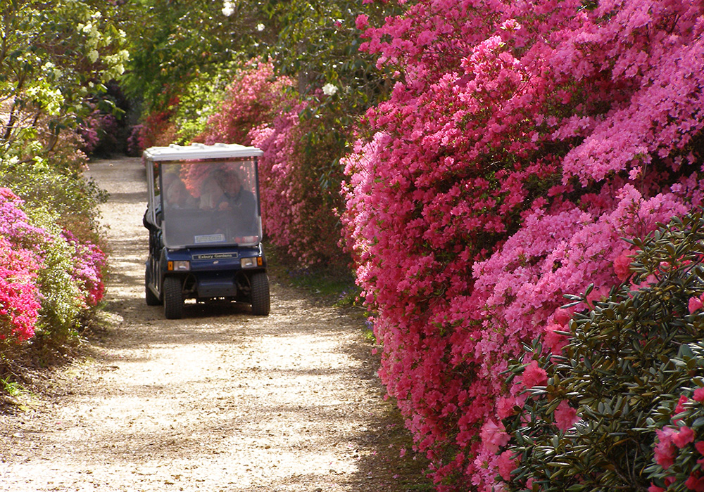 Buggy available for those who cant walk far - photo supplied by Exbury Gardens