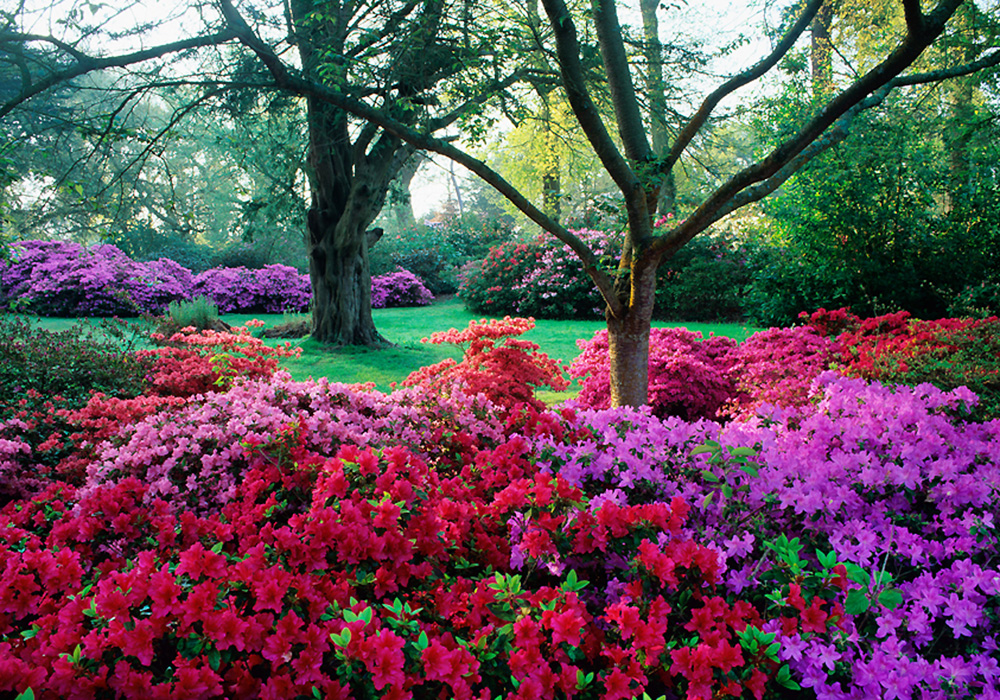 Stunning colour from the rhodedendrons -photo Colin Roberts supplied by Exbury Gardens
