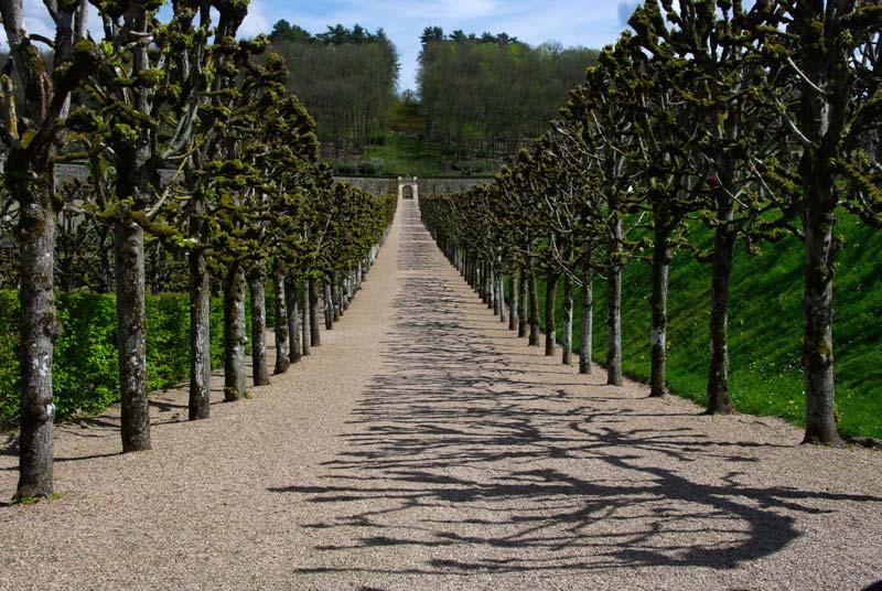 Avenue of pollarded limes Chateau Villandry in spring