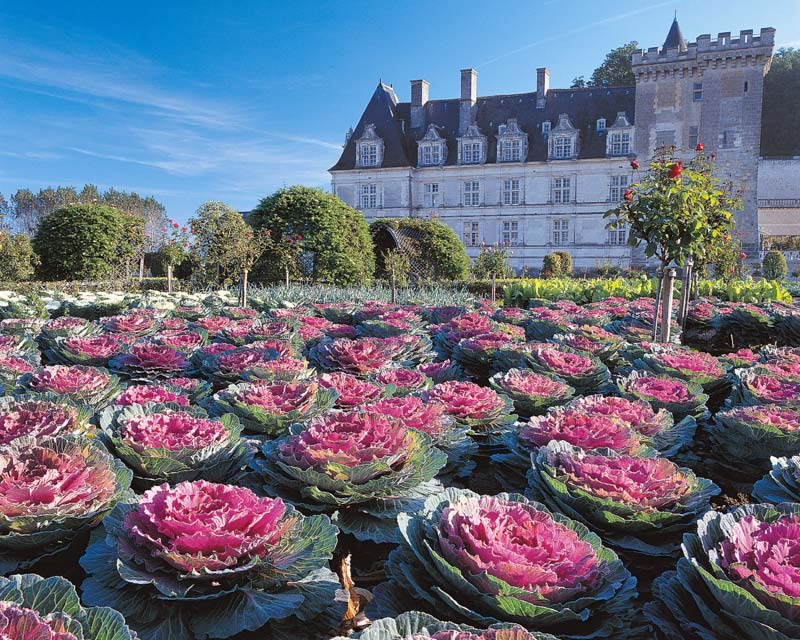 Vegetable Garden is made up of geometric patterns, here cabbages are used to add red to the patterns created - photo supplied by Chateau Villandry