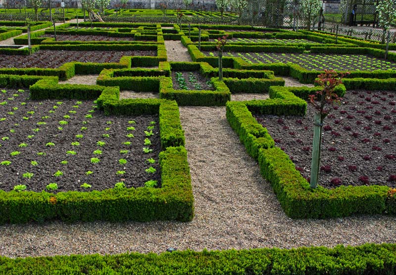 Vegetable Garden - Chateau Villandry - Nine square individualistically styled.  Red and Green Oak lettuces planted for chequerboard effect.