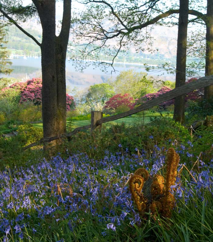 Bluebells Lake Coniston - image supplied by Brantwood Gardens