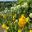 White Allium and Irises in the Kitchen Garden - Chatsworth