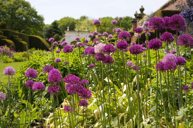 Alliums and Herbaceous Border - image supplied by Arley Hall