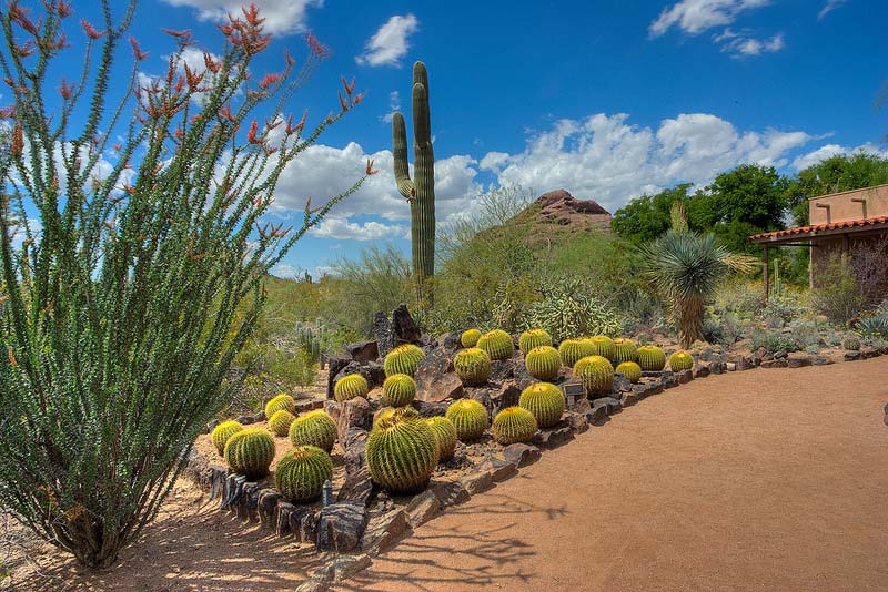 Golden Barrel Cactus -  image supplied by Desert Botanical Garden, Phoenix