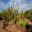 Desert Discovery Loop Trail - Desert Botanical Garden