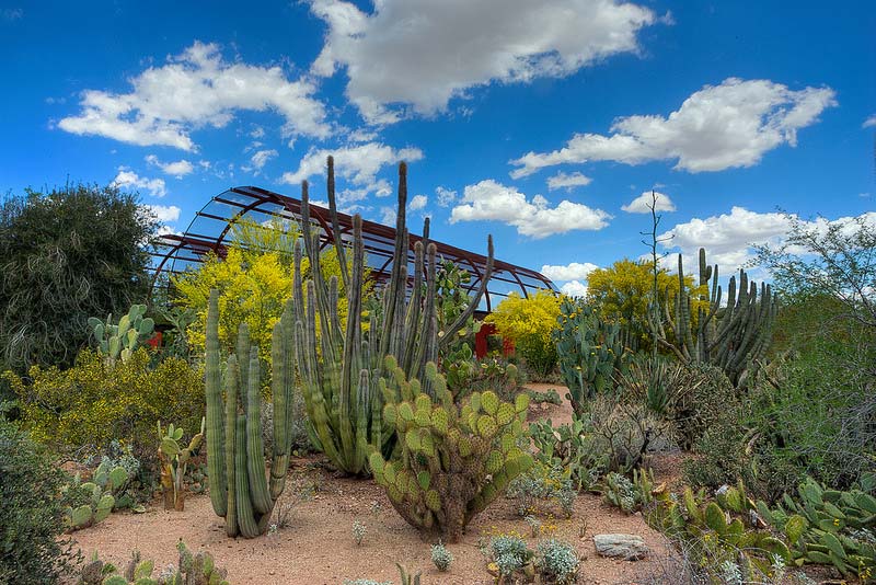 Desert Discovery Loop Trail - image supplied by Desert Botanical Garden