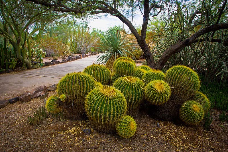 Golden Barrel Cactus along the Discovery Loop Trail - image supplied by Desert Botanical Garden