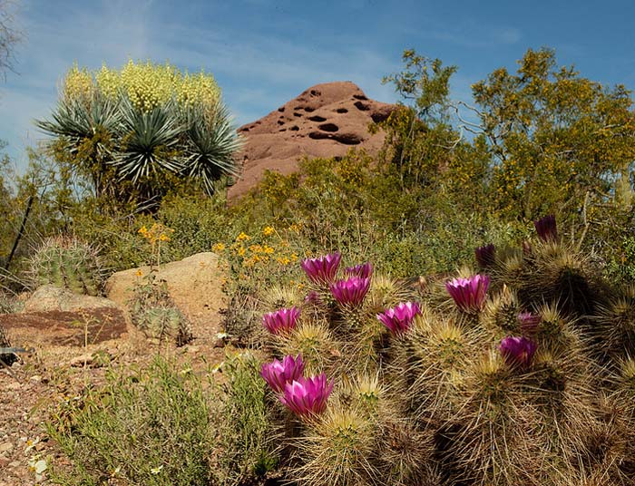 Harriet Maxwell Wildflower Loop Trail - image supplied by Desert Botanical Garden