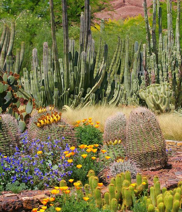 Ottoson Entry Garden - image supplied by Desert Botanical Garden