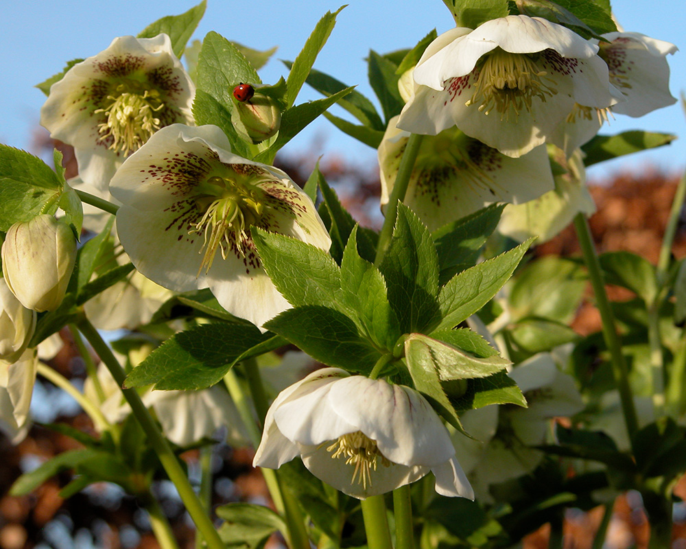 Hellebores - images supplied by East Lambrook Manor Gardens
