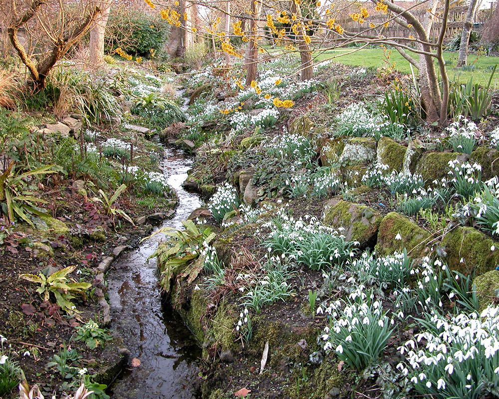 Snowdrops along the ditch banks - images supplied by East Lambrook Manor Gardens