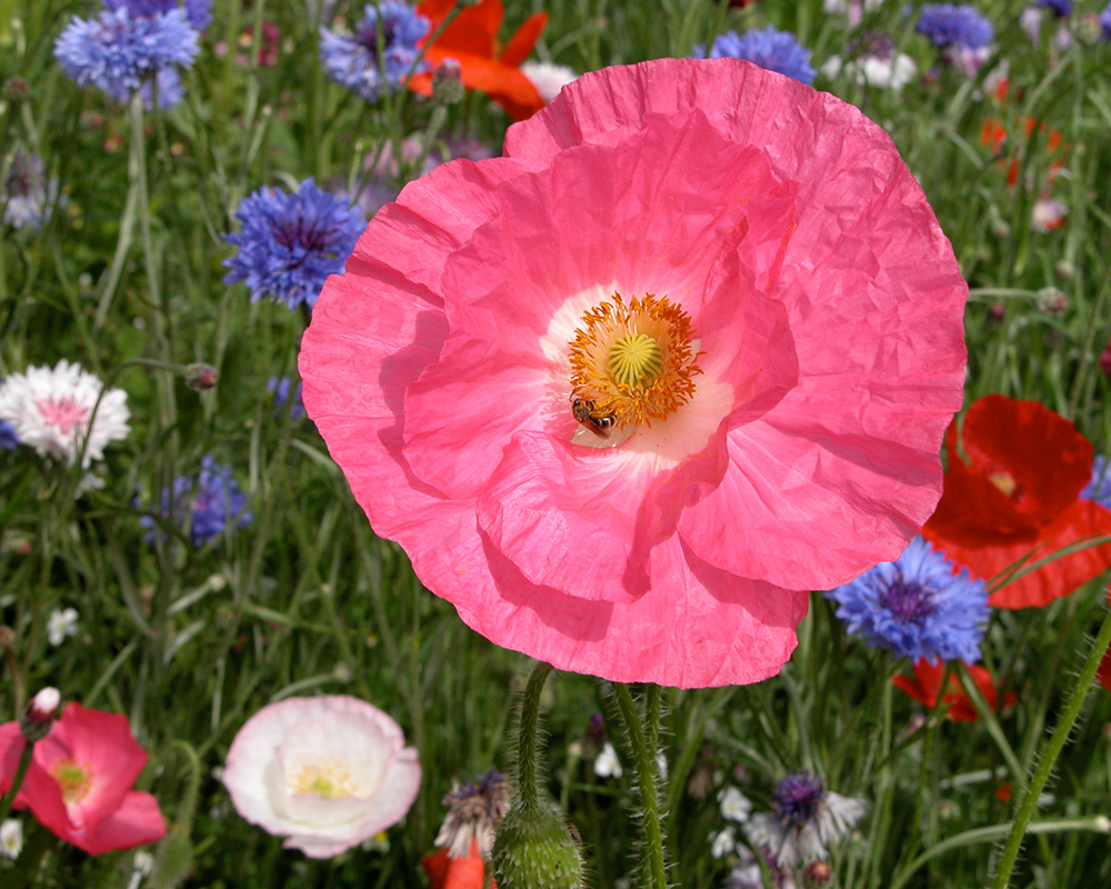 Wild Flower meadow - images supplied by East Lambrook Manor Gardens