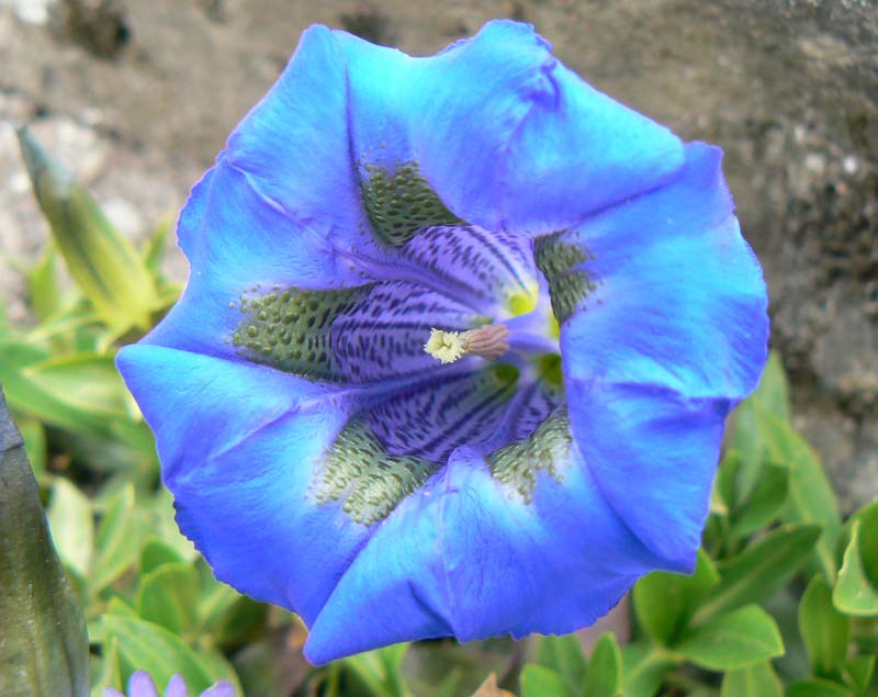 Flower of Gentiana Acaulis in the Alpine Garden  - images supplied by Jardin des Cinq Sens