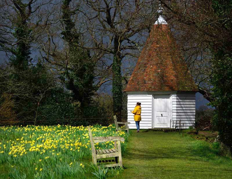 Sissinghurst Castle and Gardens in Spring - A carpet of daffodils through the orchard to the Gazebo