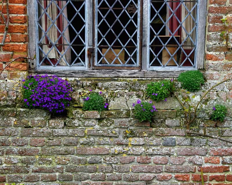 Spring at Sissinghurst - Small lobelia plants have taken root amongst the masonary below the window of South cottage