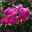 Sissinghurst Rose Garden - Rosa bourbon Zigeunerknabe Clusters of deep red flowers