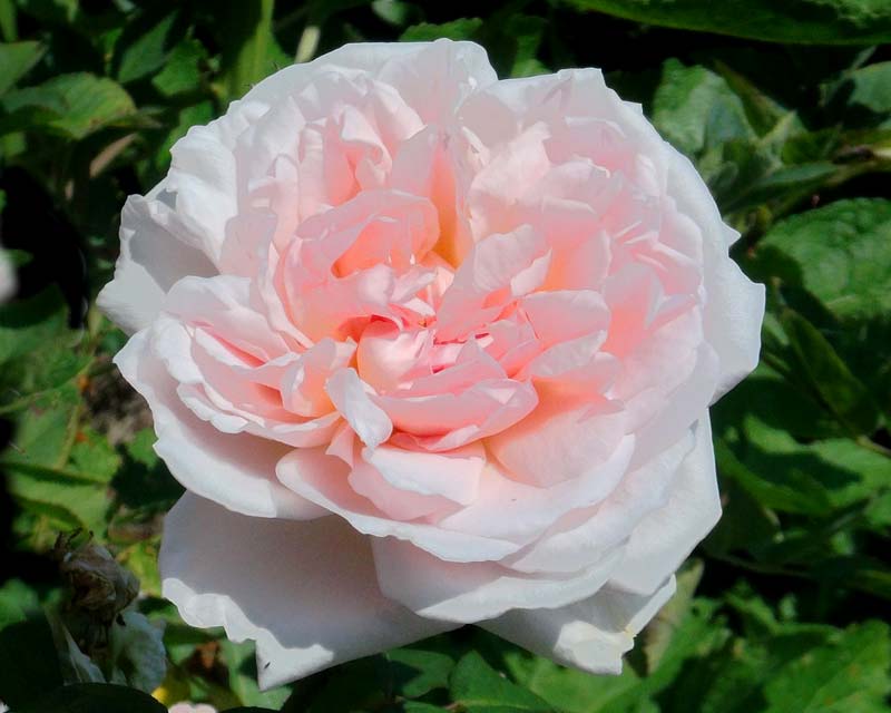 Sissinghurst Castle - Rose Garden  Rosa Eglantyne has pale salmon pink flowers