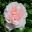 Sissinghurst Castle - Rose Garden  Rosa Eglantyne has pale salmon pink flowers