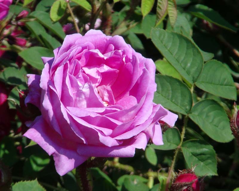 Sissinghurst Rose Garden - Viola Fiona - pink-mauve flowers