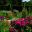 Sissinghurst Herb Garden