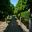The Lime Walk - Sissinghurst