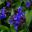 Spring at Sissinghurst  In the cottage garden  Pulmonaria Augustifolia Mawsons Blue