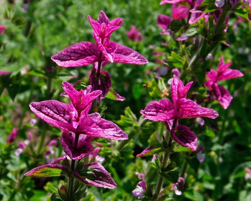 Sissinghurst Herb Garden in Summer - deep pink new leaves of Salvia viridus Pink Clary