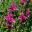 Sissinghurst Herb Garden in Summer - deep pink new leaves of Salvia viridus Pink Clary
