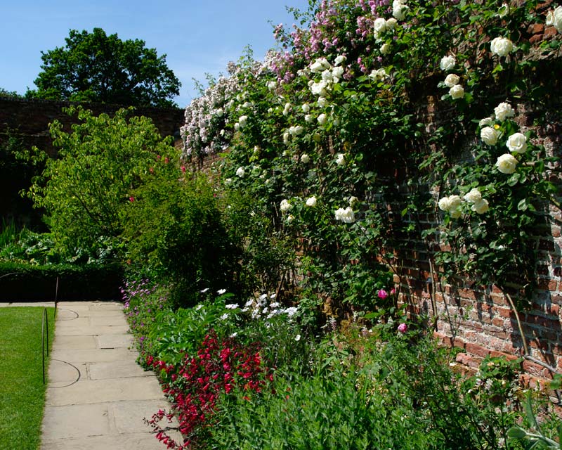 Sissinghurst Castle - Climbing roses - walls around the Tower Lawn Garden