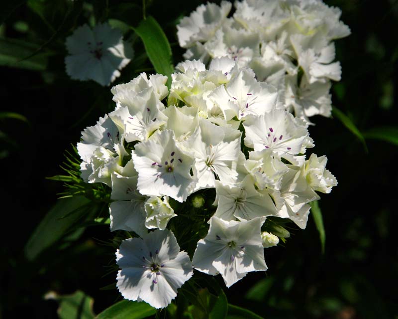 Sissinghurst White Garden in Summer - Pure white Sweet William