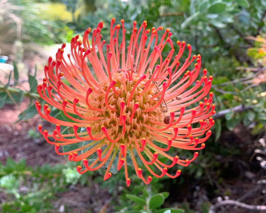 Leucospermum glabrum on of a selection of plants from South Africa growing in the Provencal Garden - Ephrussi