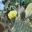 Yellow flowers Opuntia sp - Exotic Garden Villa Ephrussi