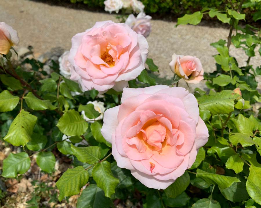 Rosa 'Pierre De Ronsard' Rose Garden - Ephrussi Villa