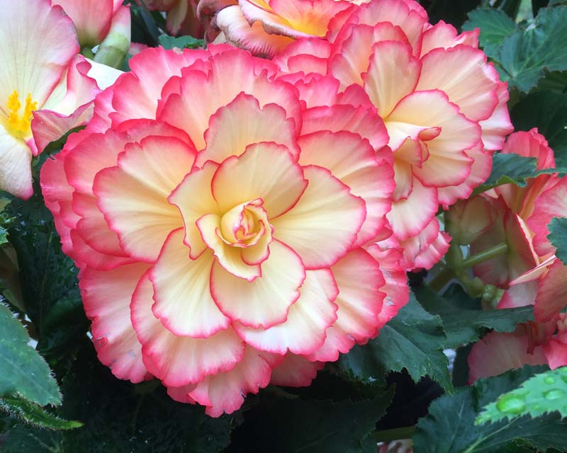 Hybrid Giant Begonias in the glasshouse - Wisley RHS