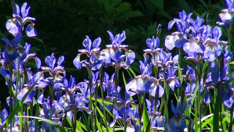 Irises are in full bloom in late May and early June at Wisley Gardens