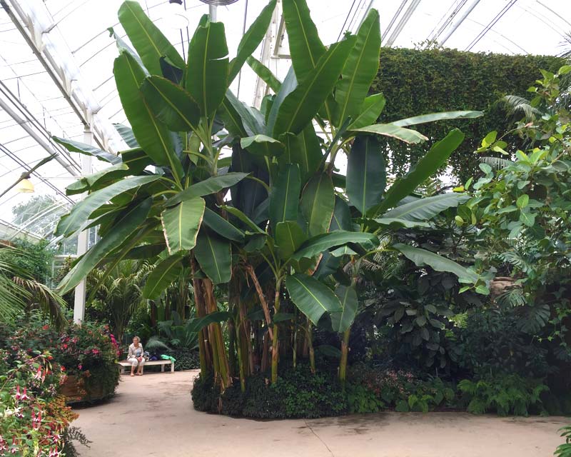 Giant banana plants in the glasshouse at Wisley