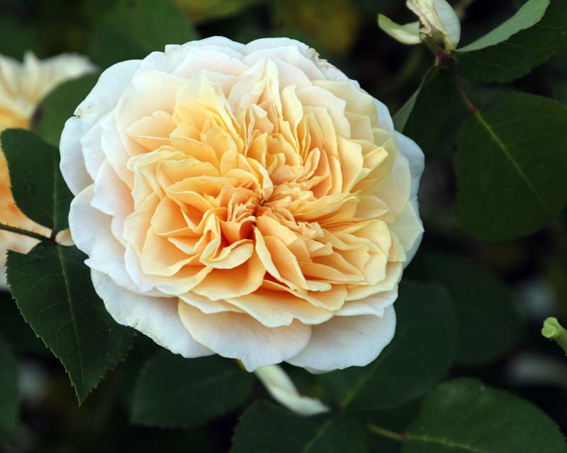 English Garden Rose at Wisley Rose Garden