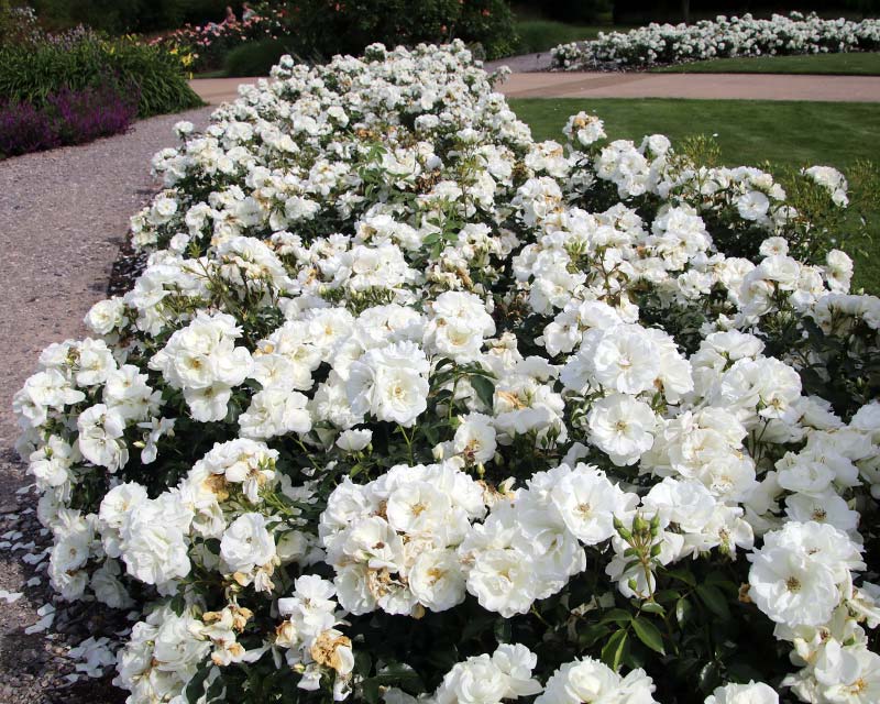 Rosa Flower Carpet White Noaschnee at Wisley Rose Garden