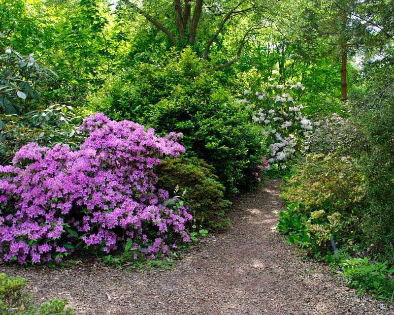In late May many of the  Rhododendron are still in flower along the paths of Battleston East Wisley