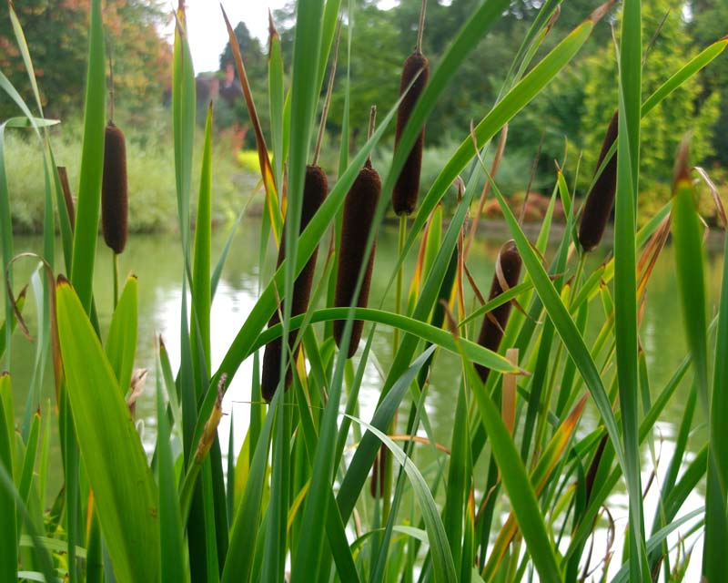 Bullrushes by the Lake at Wisley