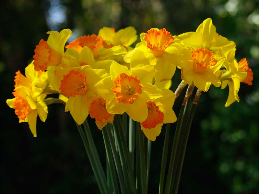 Spring daffodils - Wisley RHS