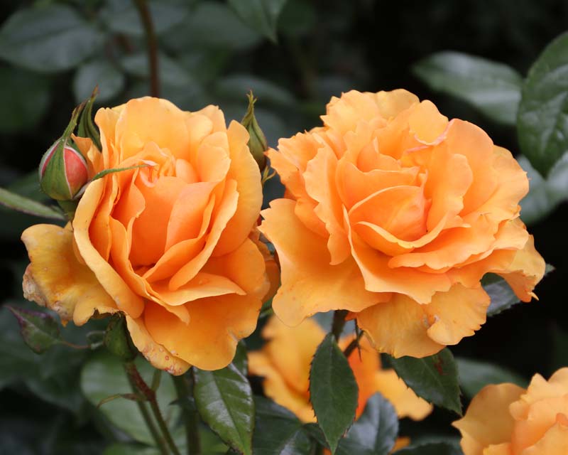 Golden Beauty, judst one of the many fabulous roses at Borde Hill
