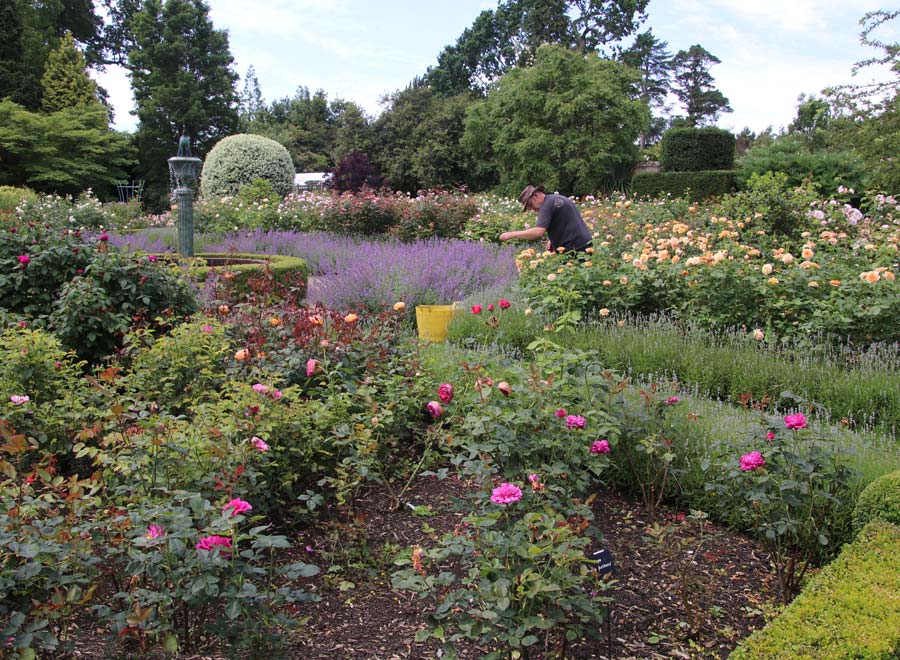 Rose Garden at Borde Hill