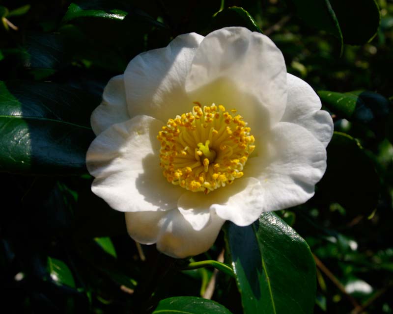 Camellia japonica 'Francis Manger"