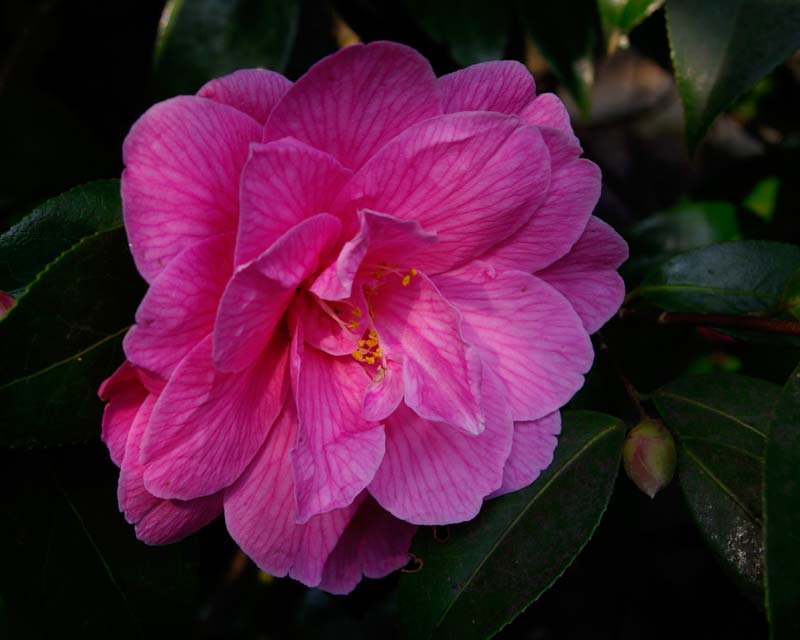 Beautiful pink camellia flower - unknown variety -  photo taken in Lost Gardens of Heligan