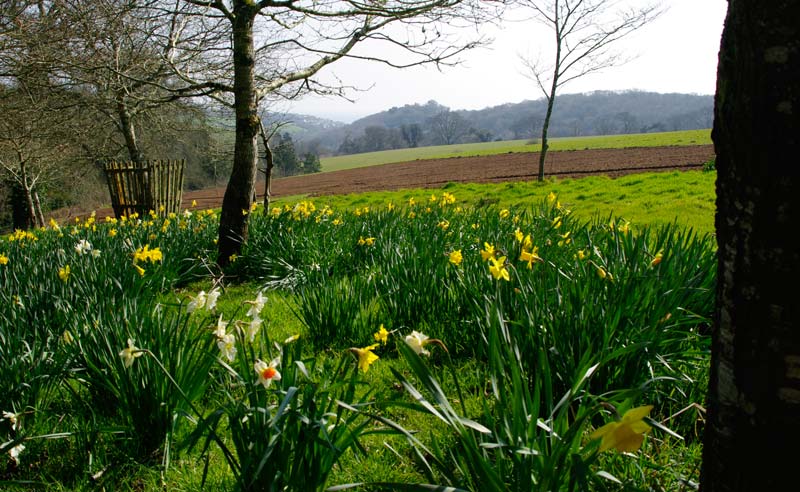 Spring view across West Lawn, Lost Gardens of Heligan